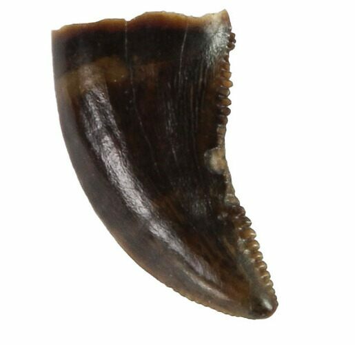 Serrated, Theropod (Raptor) Tooth - Montana #97397